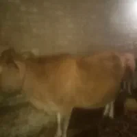 گاو به همراه گوساله