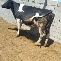 گاو گوساله گاو هلشتاین خالص شیر بالا