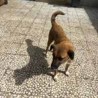 واگذاری رایگان سگ