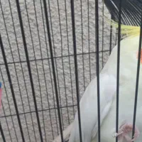 عروس هلندی|پرنده|ایوان, |دیوار