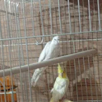 عروس هلندی|پرنده|شیراز, امام حسین|دیوار