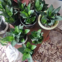 گل‌سانسوریا