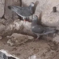 یک جفت چاپی درجه یک