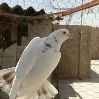 دوتا نر پرشی