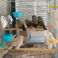 فنج شارکول و اروپایی