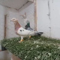 کبوتر سار