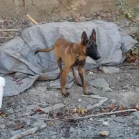 سگ مالینیوز|سگ|کرج, چمران|دیوار