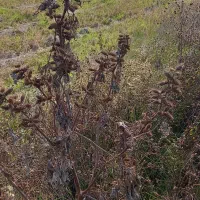 زمین کشاورزی|فروش زمین و ملک کلنگی|لشت نشا, |دیوار