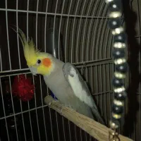 عروس هلندی طوطی