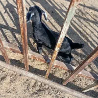 بزغاله شیری|حیوانات مزرعه|کویرات, |دیوار