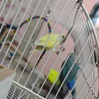 فروش دو عدد کوتوله برزیلی سالم|پرنده|مشهد, کوی المهدی|دیوار