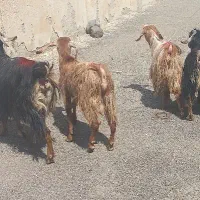 فروش بز