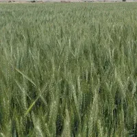 سایت بذری گندم رقم پربار فرین
