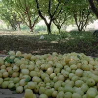 باغ ماهنشان