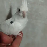 گرینچیک عروس هلندی