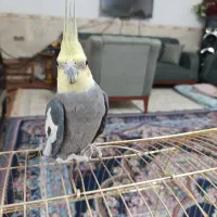 عروس هلندی .لاری