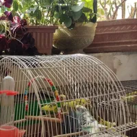 سه جفت مرغ عشق سالم وسرحال مولد|پرنده|شاهین دژ, |دیوار