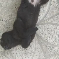 توله سگ ژرمن