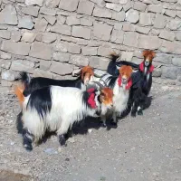 8 عدد بز و 3 عدد بیگر