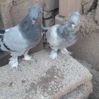 کبوتر ترکیه تاکلا