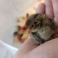 دستگاه جوجه کشی 42تایی تا 1008تایی