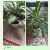 گل دیفن و ذرتی|گل و گیاه طبیعی|فیروزآباد (فارس), |دیوار