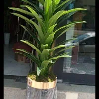یوکا درختچ ه