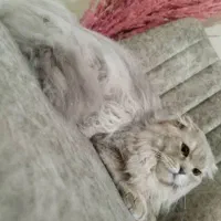 گربه