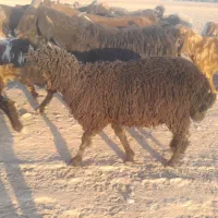 بره کر پابلند داشتی ذات داره فروشی پول لازم