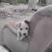 سگ نگهبان نژاد خوب