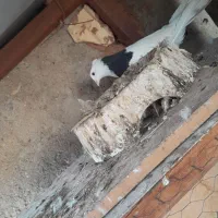 پرنده|پرنده|مسجد سلیمان, |دیوار