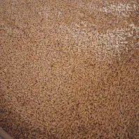 250کیلو گندم بوجاری شده بدون سم