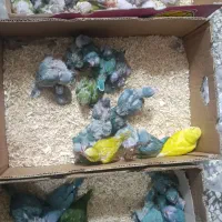 کواکر راهب گرین تعداد|پرنده|اصفهان, عطار نیشابوری|دیوار