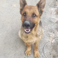 سگ ژرمن شپرد