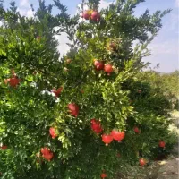 باغ-انار