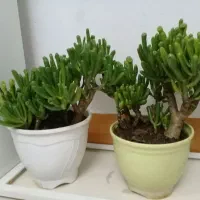 گل بونسای کراسولا سم اسبی