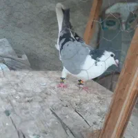 کفتز ساده سبز نر