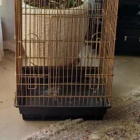 قفس بزرگ مناسب برای  شاه و کاسکو