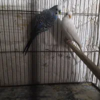 مرغ عشق های مولد و فنچ های کینگ ماده