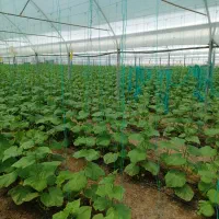 کارگر گلخانه