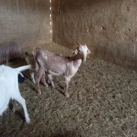 سه عدد بز دورگ سانا