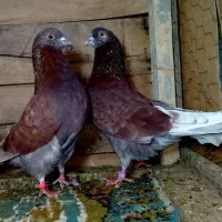 کبوتر سرخ دهنخورده