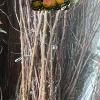 نهال دوساله|خدمات باغبانی و درختکاری|مراغه, |دیوار