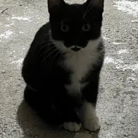 بچه گربه