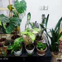 گل طبیعی|گل و گیاه طبیعی|قرچک, ولی آباد|دیوار