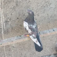 کفتر پرشی نر|پرنده|محمدیه-قزوین, |دیوار