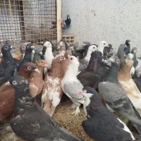 شهری پلاکی بهبونی ب شرط هوا