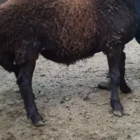 ۲ راس بره نر همو