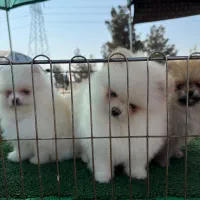 پامرانین|سگ|تبریز, |دیوار