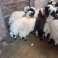 بره|حیوانات مزرعه|ماهان, |دیوار